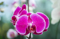 Keiki Orchids Flower seeds for Planting Fragrant Blossoms Heirloom & GMO Free Seeds for Home Garden