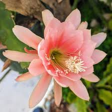 Yellow Epiphyllum Flower Planting Seeds