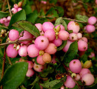 Coralberry Shrub Flower seeds for Planting, Seasonal Bloomer Heirloom & GMO Free Seeds for Home Garden