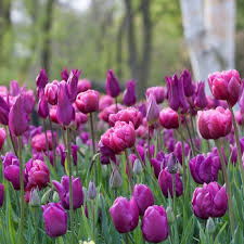 Deep Purple Tulip Flower seeds for Planting Bright Blooms Heirloom & GMO Free Seeds for Home Garden