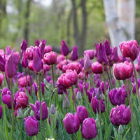 Deep Purple Tulip Flower seeds for Planting Bright Blooms Heirloom & GMO Free Seeds for Home Garden