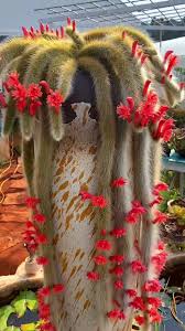 Monkey Tail Cactus Flower Seeds for Planting  Unique Cacti for Your Garden