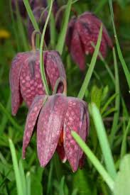 Red Fritillaria Flower Seeds for Planting Garden Favorite Heirloom & GMO Free Seeds for Home Garden
 
 Sale