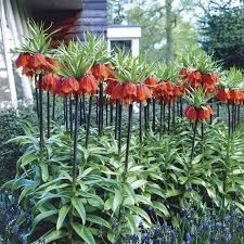 Burgundy Crown Imperial Flower Seeds – Colorful Display Heirloom & NonGMO for Home Garden
 
 Sale