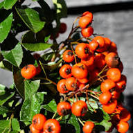 Orange Firethorn Fruit Planting Seeds - Vibrant Color & Wildlife Attraction