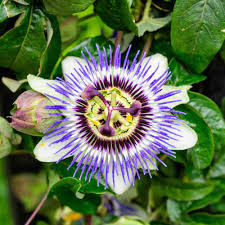Passion Flower seeds for Planting Low Maintenance Heirloom & GMO Free Seeds for Home Garden