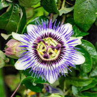 Passion Flower seeds for Planting Low Maintenance Heirloom & GMO Free Seeds for Home Garden