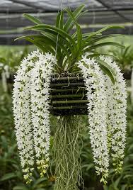 Rhynchostylis Retusa Alba Flower seeds for Planting Premium Quality Heirloom & GMO Free Seeds for Home Garden