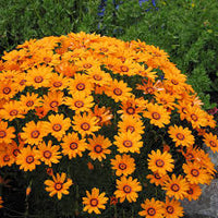 Orange Anthemoides Flower Seeds for Planting - Vibrant Annual Blooms for Your Garden