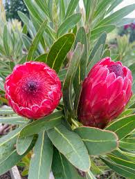 Protea Flower Planting Seeds for Vibrant Gardens
