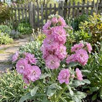 Pink Matthiola Incana Flower Seeds Flower seeds for Planting Shade Tolerant Heirloom & GMO Free Seeds for Home Garden