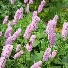 Pink Polygonum Bistorta Flower seeds for Planting - Bright Blooms, Heirloom & GMO Free Seeds for Home Garden