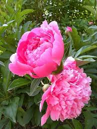 Lactiflora Flower seeds for Planting - Vibrant Colors, Heirloom & GMO Free Seeds for Home Garden