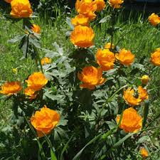 Trollius Flower Seeds  Ideal for Planting