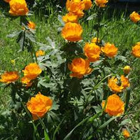 Trollius Flower Seeds  Ideal for Planting