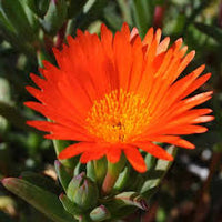 Orange Ice Plant Flower seeds for Planting - Compact Growth, Heirloom & GMO Free Seeds for Home Garden