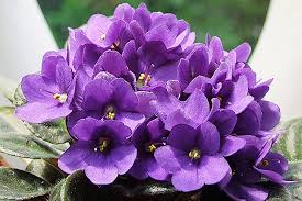 Saintpaulia Flower seeds for Planting - Shade Tolerant, Heirloom & GMO Free Seeds for Home Garden
