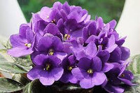 Saintpaulia Flower seeds for Planting - Shade Tolerant, Heirloom & GMO Free Seeds for Home Garden