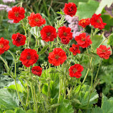 Geum Flower seeds for Planting Low Maintenance Heirloom & GMO Free Seeds for Home Garden