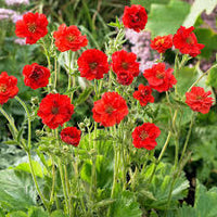 Geum Flower seeds for Planting Low Maintenance Heirloom & GMO Free Seeds for Home Garden