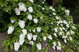 Quercifolia Flower seeds for Planting - Garden Favorite, Heirloom & GMO Free Seeds for Home Garden