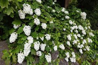 Quercifolia Flower seeds for Planting - Garden Favorite, Heirloom & GMO Free Seeds for Home Garden