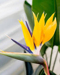 Yellow Strelitzia Reginae Flower seeds for Planting Premium Quality Heirloom & GMO Free Seeds for Home Garden