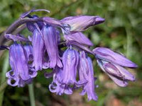 English Bell Flower seeds for Planting Perfect for Borders Heirloom & GMO Free Seeds for Home Garden