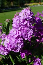 Purple & WhiteMatthiola Incana Flower seeds for Planting - Sun Loving, Heirloom & GMO Free Seeds for Home Garden