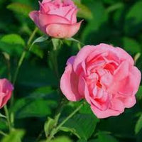 Damask Rose Bush Flower seeds for Planting, Cut Flower Favorite Heirloom & GMO Free Seeds for Home Garden