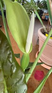 Green Alocasia Flower seeds for Planting - Seasonal Bloomer, Heirloom & GMO Free Seeds for Home Garden
