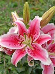 Light Pink Lilium Flower Seeds for Planting Sun Loving Heirloom & GMO Free Seeds for Home Garden
 
 Sale