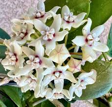 Dark Cream Hoya Carnosa Flower Seeds for Planting Seasonal Bloomer Heirloom & GMO Free Seeds for Home Garden
 
 Sale