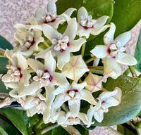 Dark Cream Hoya Carnosa Flower Seeds for Planting Seasonal Bloomer Heirloom & GMO Free Seeds for Home Garden
 
 Sale