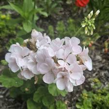 Light Grey Geranium Flower seeds for Planting Easy to Grow Heirloom & GMO Free Seeds for Home Garden