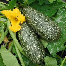 Grey Zucchini Squash Seeds for Planting  Grow Delicious Vegetables
