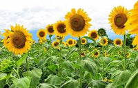 Heirloom Sunflower Flower seeds for Planting Drought Tolerant Heirloom & GMO Free Seeds for Home Garden