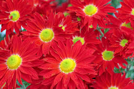 Heirloom Yellow & Red Chrysanthemum morifolium Flower seeds for Planting - Colorful Display, Heirloom & GMO Free Seeds for Home Garden