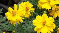 Yellow Carnosa Flower seeds for Planting Sun Loving Heirloom & GMO Free Seeds for Home Garden