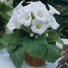 White Gloxinia Flower seeds for Planting - Cut Flower Favorite, Heirloom & GMO Free Seeds for Home Garden