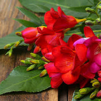 Freesia Flower seeds for Planting - Fragrant Blossoms, Heirloom & GMO Free Seeds for Home Garden