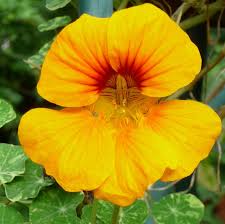 Yellow Nasturtium Flower Seeds Planting