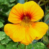 Yellow Nasturtium Flower Seeds Planting