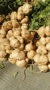 Pachyrhizus Vegetable Seeds for Planting