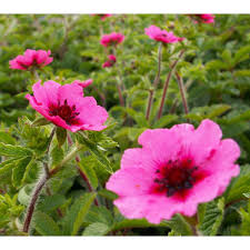 Pink Potentilla Nepalensis Flower seeds for Planting - Cut Flower Favorite, Heirloom & GMO Free Seeds for Home Garden