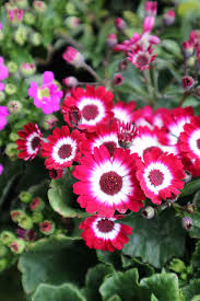 Red Cineraria Flower seeds for Planting Fragrant Blossoms Heirloom & GMO Free Seeds for Home Garden 
 
 Sale