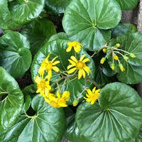 Farfugium Japonicum Flower seeds for Planting - Garden Favorite, Heirloom & GMO Free Seeds for Home Garden
