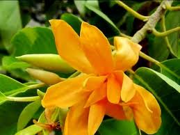 Chempaca Flower seeds for Planting - Fragrant Blossoms, Heirloom & GMO Free Seeds for Home Garden