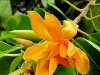 Chempaca Flower seeds for Planting - Fragrant Blossoms, Heirloom & GMO Free Seeds for Home Garden