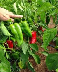 Green de Padron Vegetable Seeds for Planting